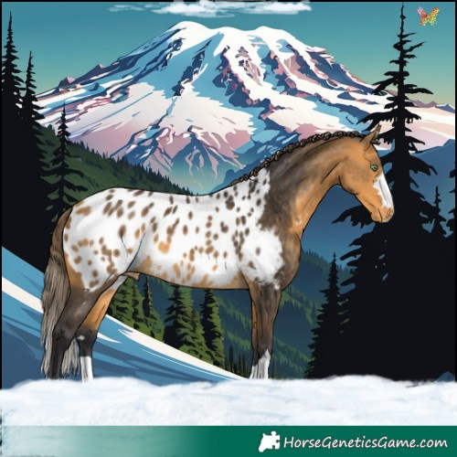 Horse Color:Buckskin Near Leopard