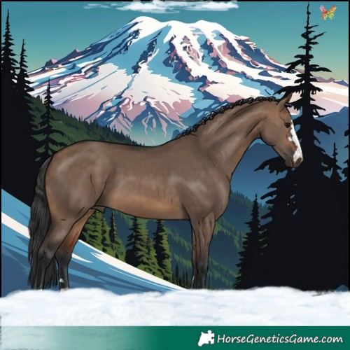 Horse Color:Brown Dun