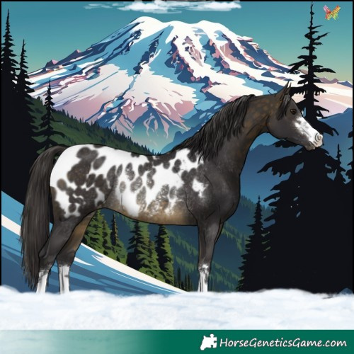 Horse Color:Buckskin Near Leopard Rabicano