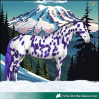 Horse Color:Watercolor Black Ice Appaloosa