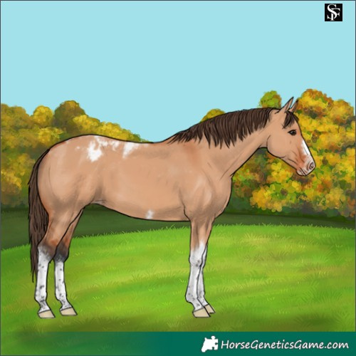 Horse Color:Bay Dun Tobiano Frame Appaloosa