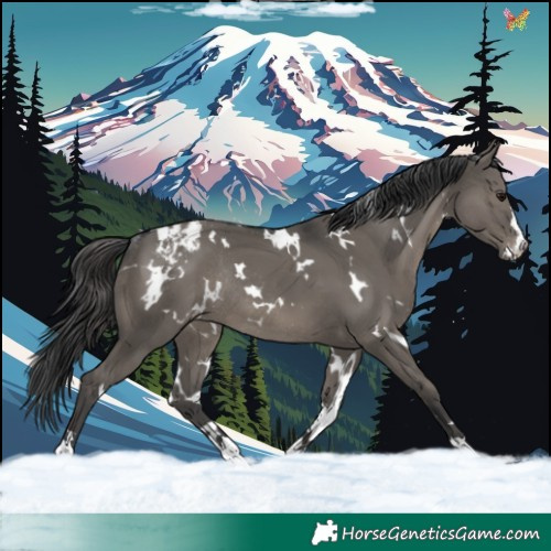 Horse Color:White Spotted Grullo Snowcap Rabicano