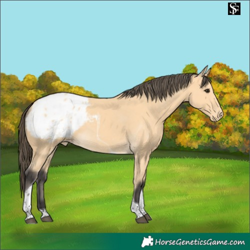 Horse Color:Buckskin Tobiano Blanket 