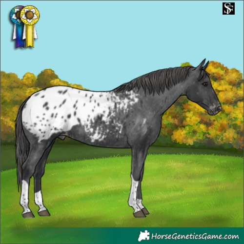 Horse Color:Black Tobiano Blanket 
