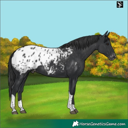 Horse Color:Black Tobiano Appaloosa 