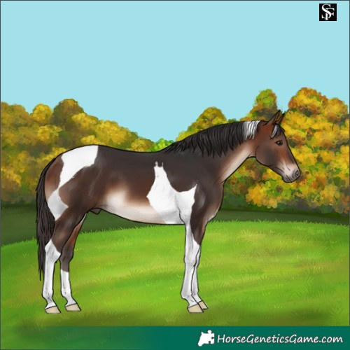 Horse Color:Bay Tobiano 