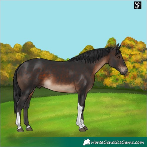 Horse Color:Brown Tobiano 