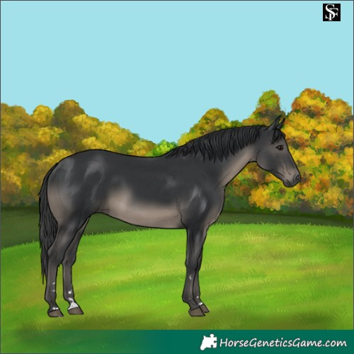 Horse Color:Black 