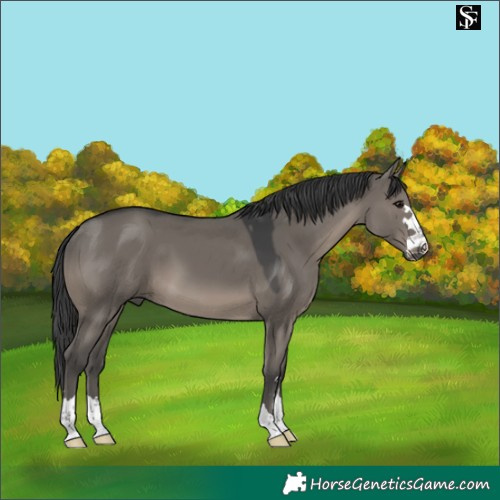 Horse Color:Platinum Grullo 