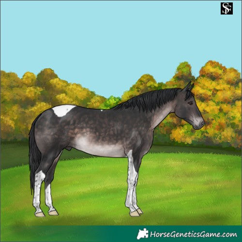Horse Color:Platinum Brown Tobiano 