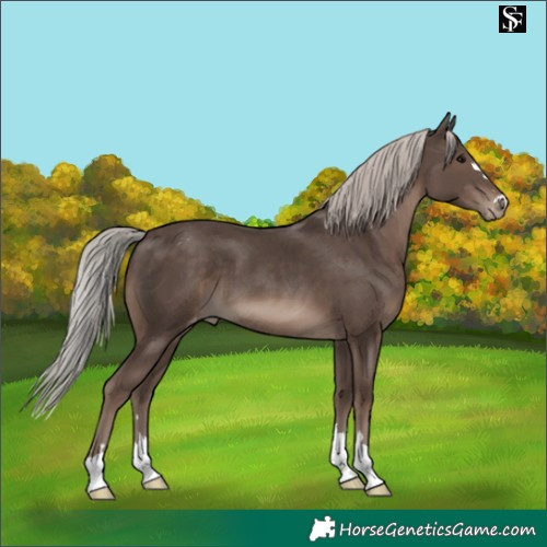 Horse Color:Silver Black Appaloosa