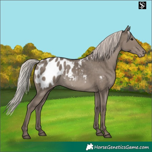Horse Color:Silver Grullo Appaloosa 