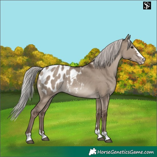 Horse Color:Silver Grullo Appaloosa 