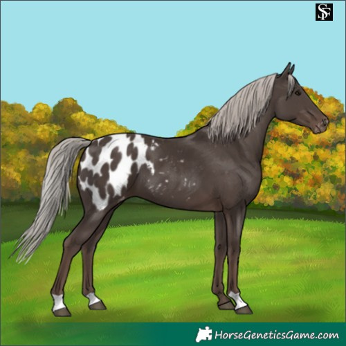 Horse Color:Silver Black Blanket 
