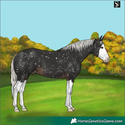 Horse Color:Liver Chestnut Mushroom Splash Snowflake Varnish