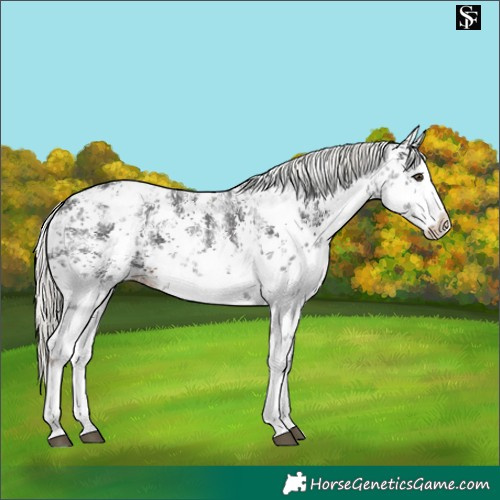 Horse Color:White Spotted Liver Chestnut Mushroom Sabino Splash Snowflake Varnish