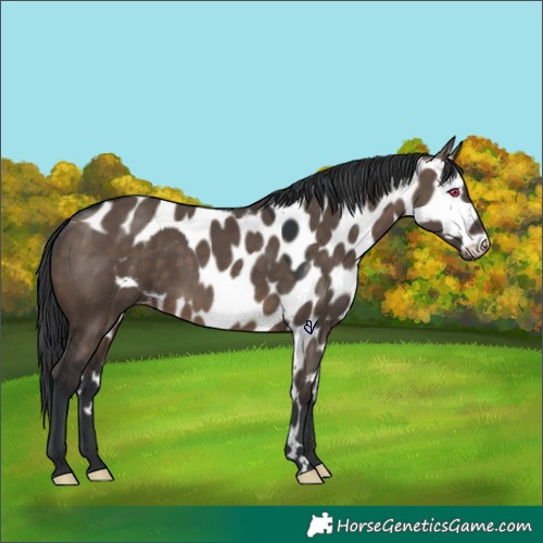 Horse Color:Brown Dun Skewed Appaloosa