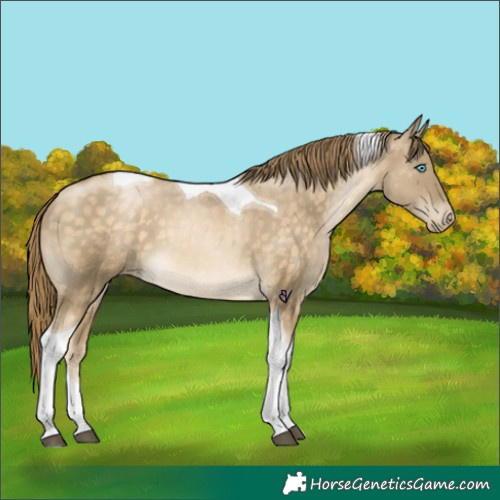 Horse Color:Buckskin Pearl Tobiano Skewed Appaloosa