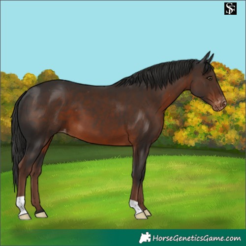 Horse Color:Liver Chestnut Appaloosa 