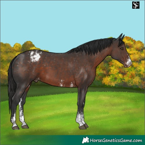 Horse Color:Liver Chestnut Sabino Varnish 