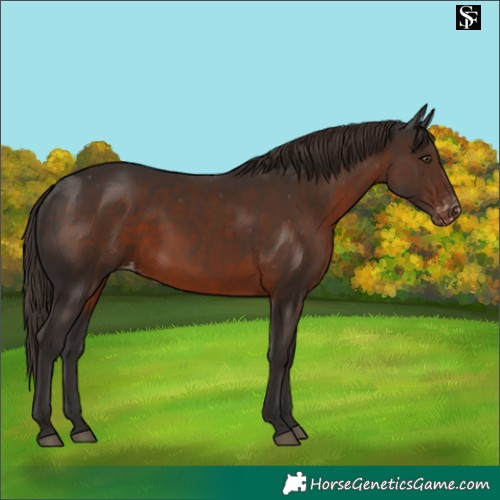 Horse Color:Liver Chestnut Appaloosa 