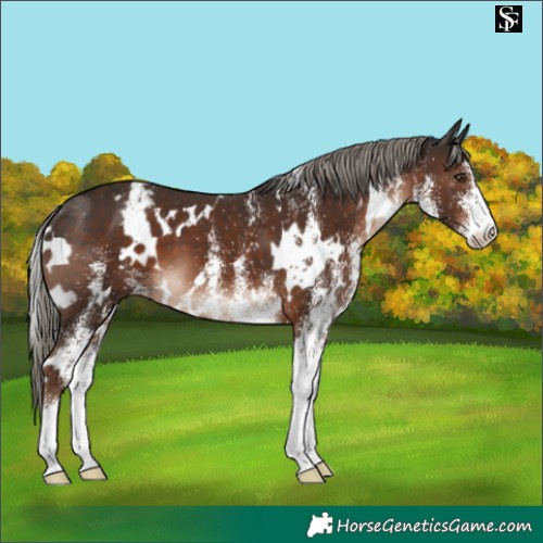 Horse Color:White Spotted Liver Chestnut Mushroom Varnish 