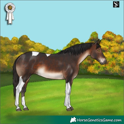 Horse Color:Brown Tobiano 