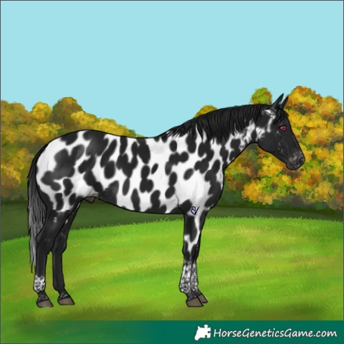 Horse Color:Gray Brown Tobiano Appaloosa 