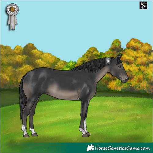 Horse Color:Black Tobiano 