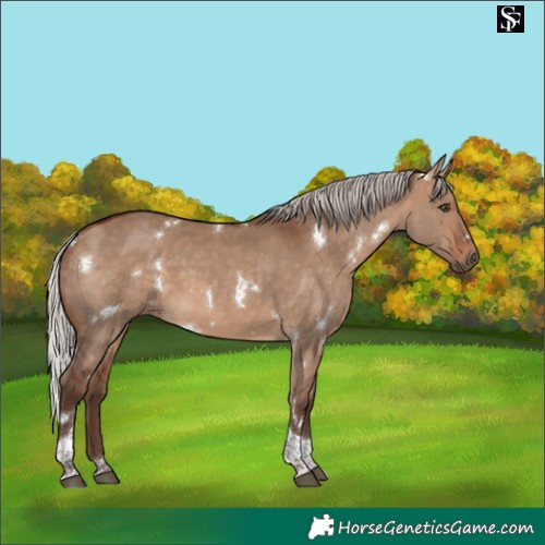 Horse Color:White Spotted Silver Bay Dun Tobiano 