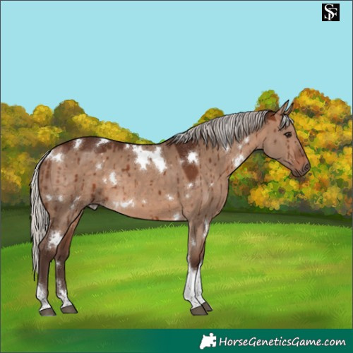Horse Color:White Spotted Silver Brown Dun Tobiano Brindle 