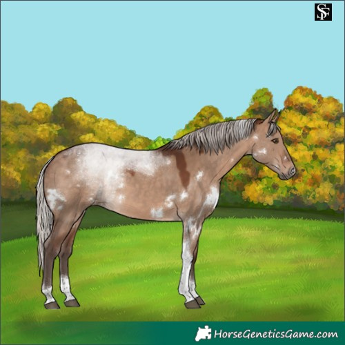 Horse Color:White Spotted Silver Brown Dun Tobiano 