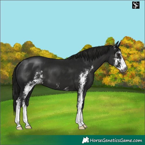 Horse Color:Gray Black Sabino 