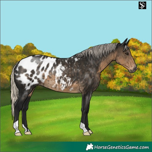Horse Color:Gray Silver Smoky Black Appaloosa