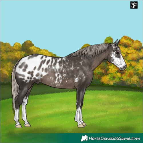 Horse Color:Gray Silver Black Sabino Blanket 