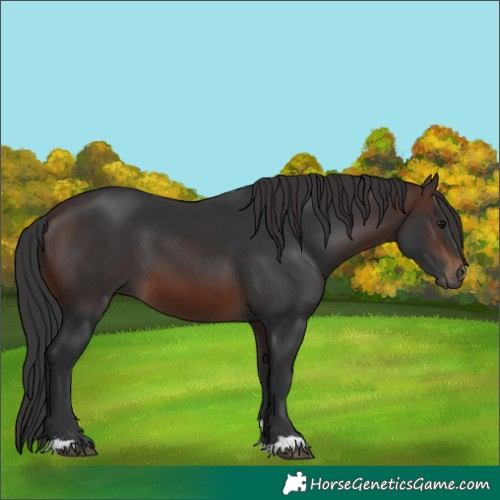 Horse Color:Brown 