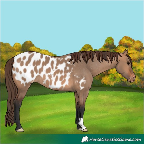 Horse Color:Bay Dun Blanket