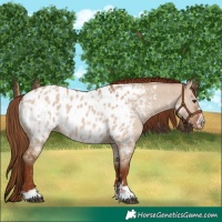 Horse Color:Red Dun Appaloosa and Red Dun Appaloosa