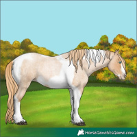 Horse Color:Red Roan Pearl Tobiano Frame 
