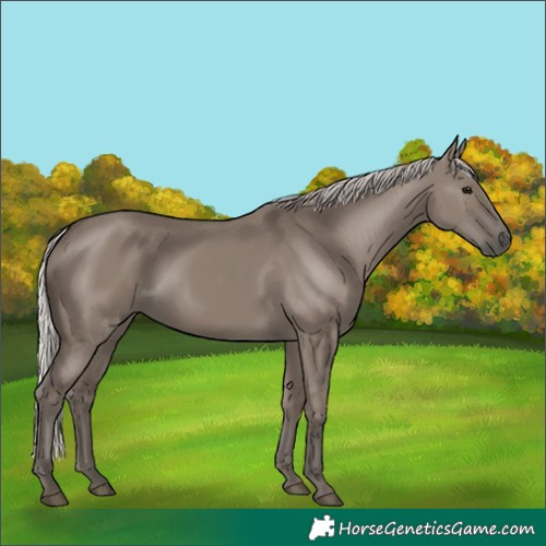 Horse Color:Silver Grullo