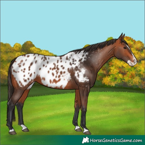 Horse Color:Bay Splash Near Leopard