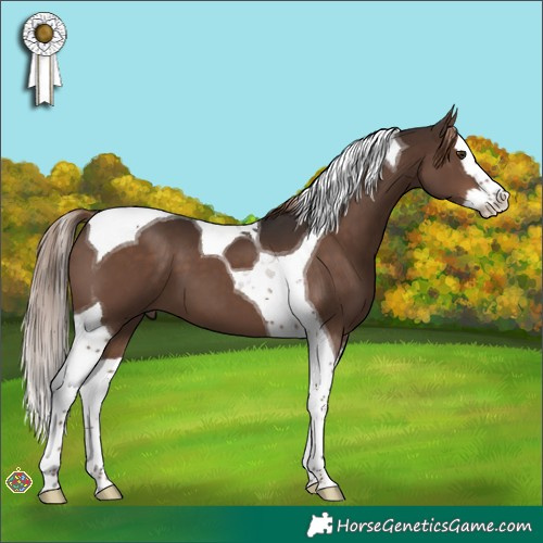 Horse Color:Liver Chestnut Splash Tobiano 
