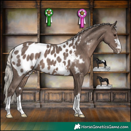 Horse Color:Silver Black Appaloosa 