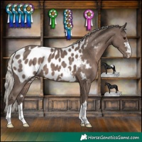 Horse Color:Silver Black Appaloosa