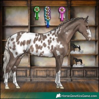 Horse Color:Silver Black Appaloosa 