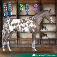 Horse Color:Silver Black Appaloosa