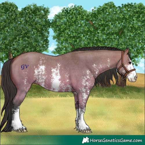 Horse Color:Bay Dun Sabino 