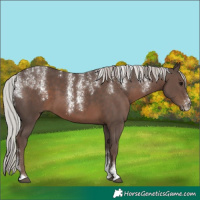 Horse Color:Powder White Silver Black