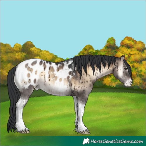 Horse Color:Brown Onyx Tobiano Blanket Brindle