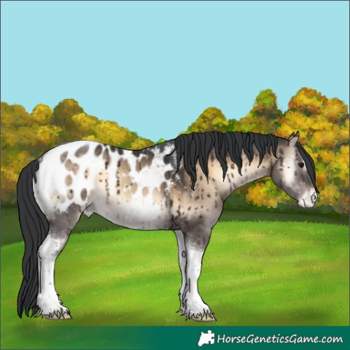 Horse Color:Brown Onyx Tobiano Appaloosa Brindle 